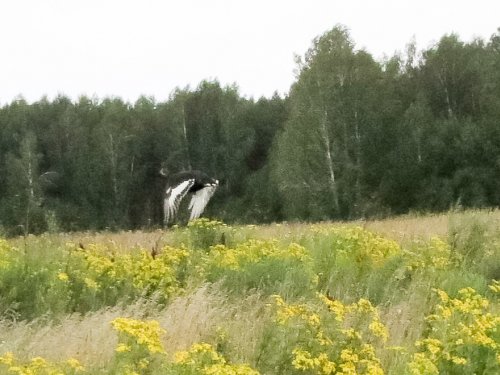 Косач