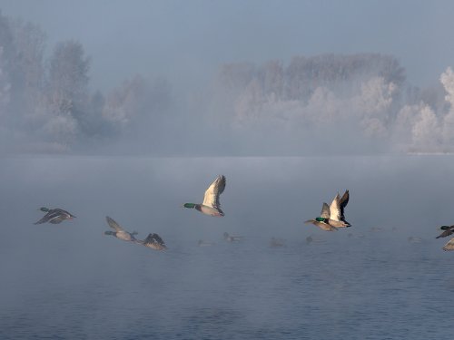 Зимующие кряквы на Алтае