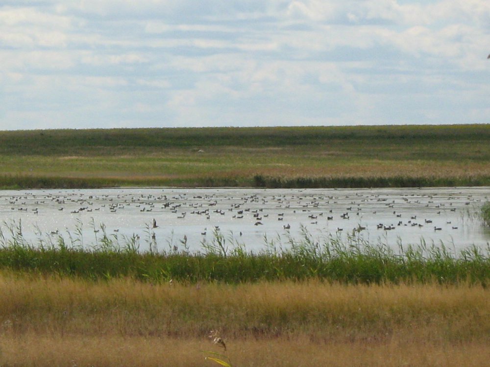 море утки