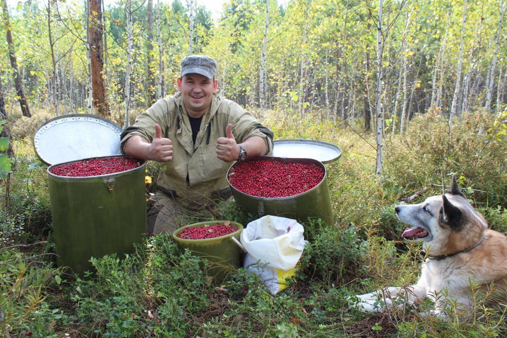 брусника )