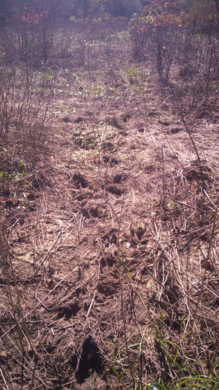 Тропа