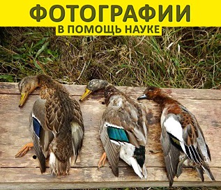 Фотографии в помощь науке