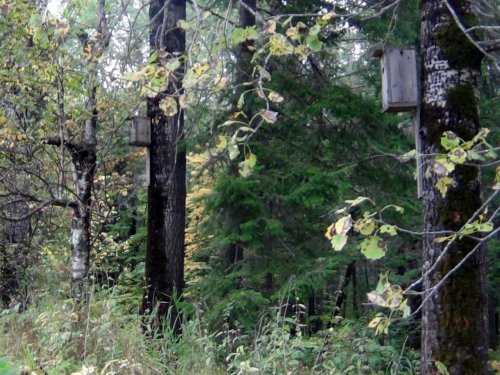 Скворечники в тайге для кого?