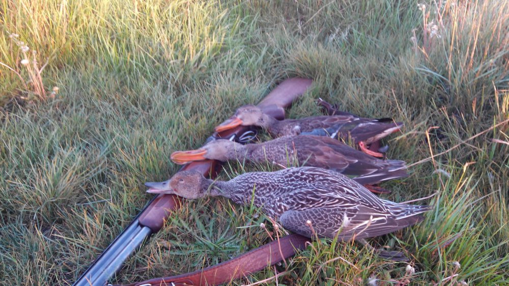 Норма на сегодня.