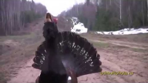 Глухарь Обнаглел