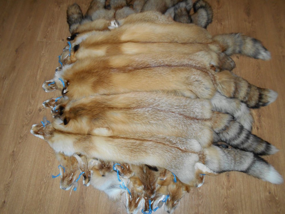 Лисы с Лисса