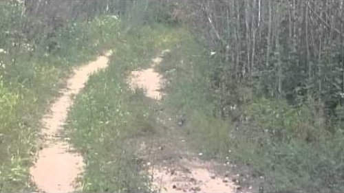 В лесу