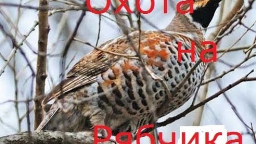 Охота на рябчика