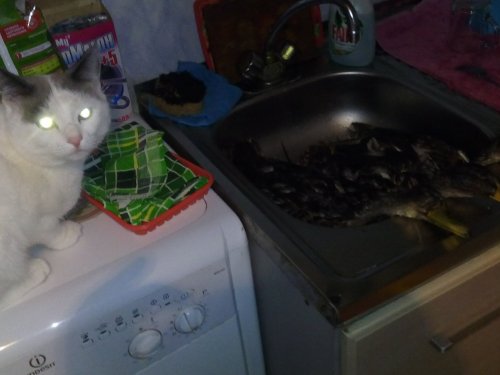 кот лютый охотник