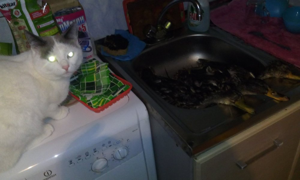 кот лютый охотник