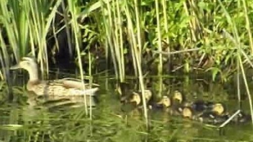 Утка кряква с утятами. Millard duck