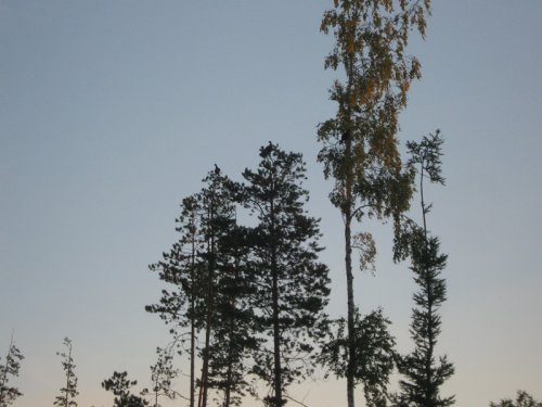 Три косача.