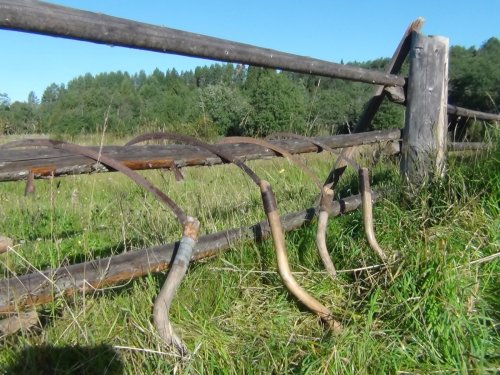 Коса-горбуша