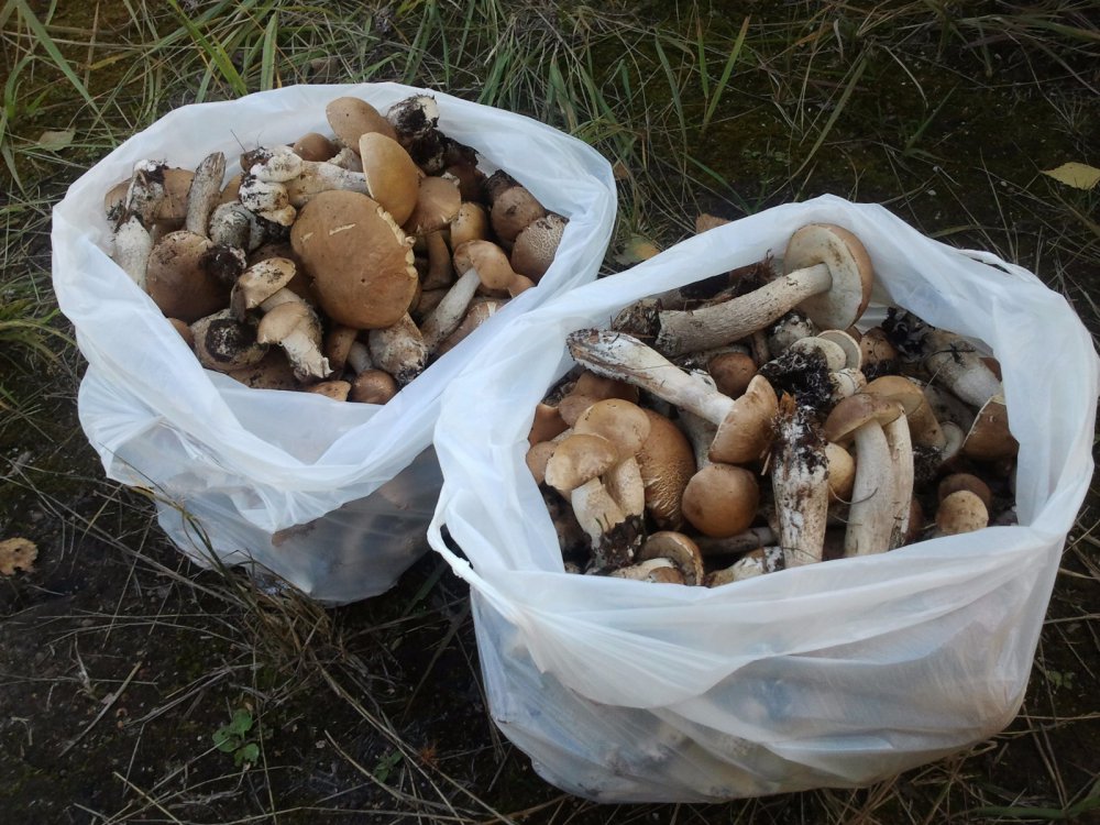 Грибочки
