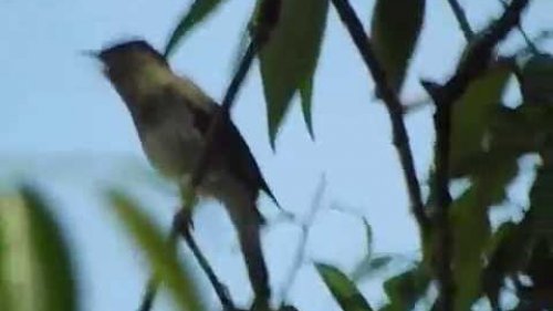 Соловей. Пение соловья, голос.  Утро. Nightingale singing. Morning