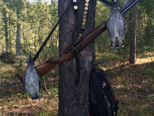 Мошково, рябчик есть