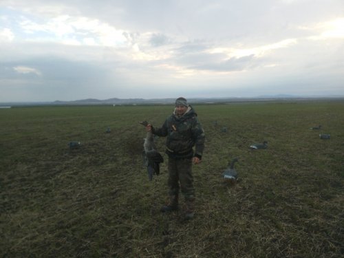 гусачек