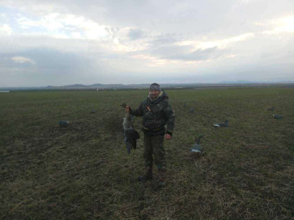 гусачек
