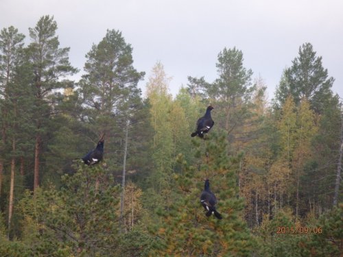 Поднялись с осеннего тока