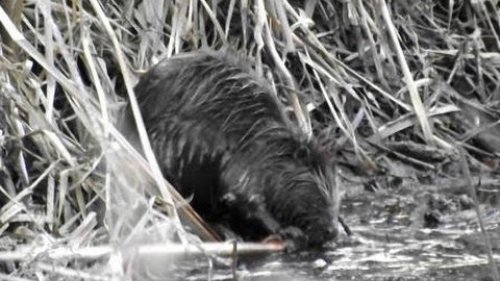 Бобры. Работа бобров. Beavers