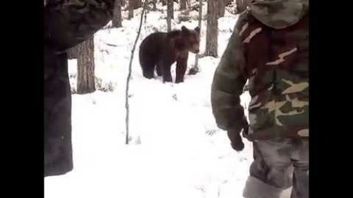 Встреча с медведем в тайге (Карелия, май 2015)