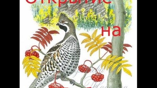 Открытие охоты на рябчика 2015