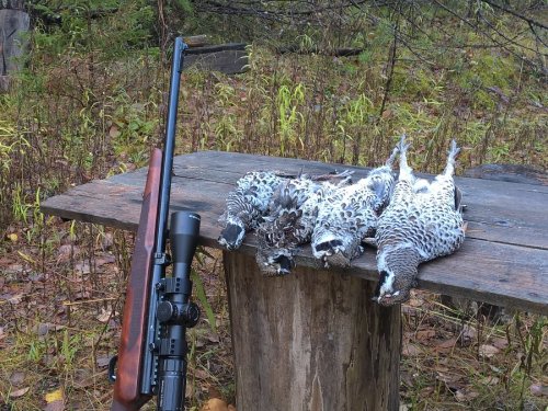 Соболёк в деле