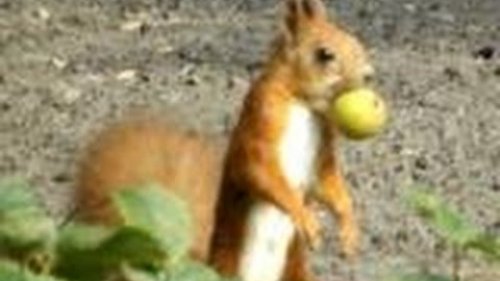 Белка готовится к зиме. Squirrel