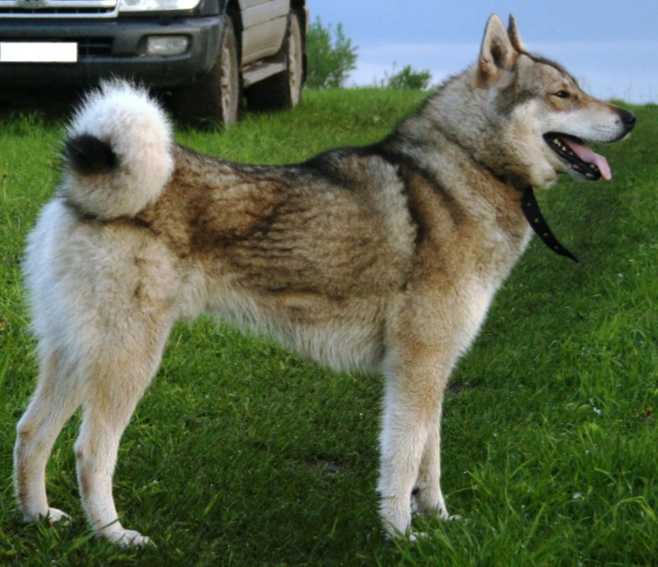 Кучум