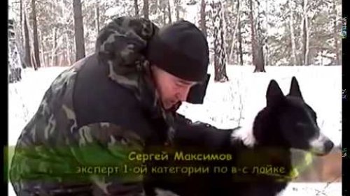 Трагедия Восточно Сибирской лайки