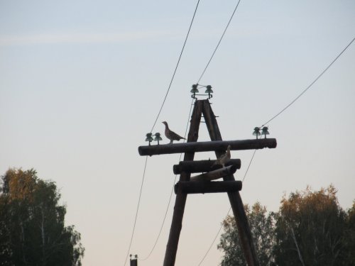 Куры ))