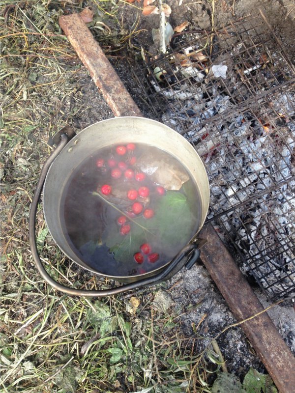 Лесной чай
