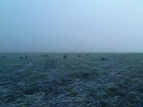 гуси в тумане
