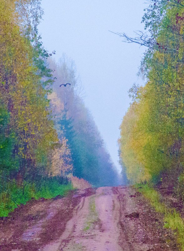 Глухарь.