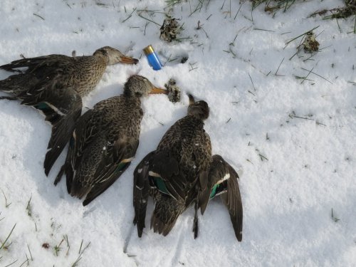 Снеговые)