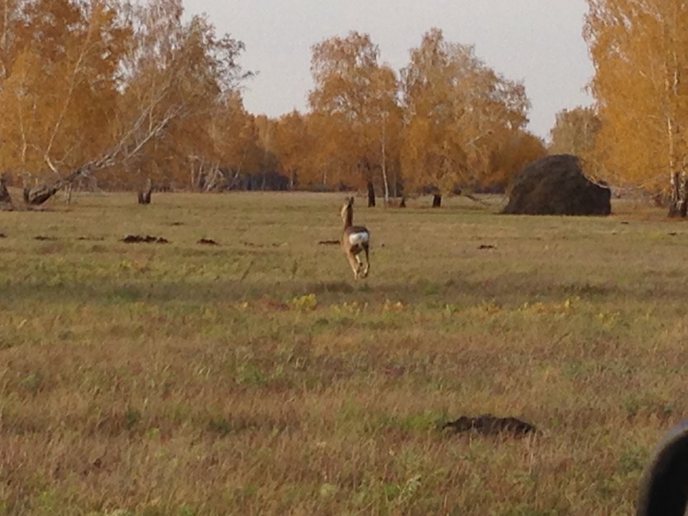 Косуля