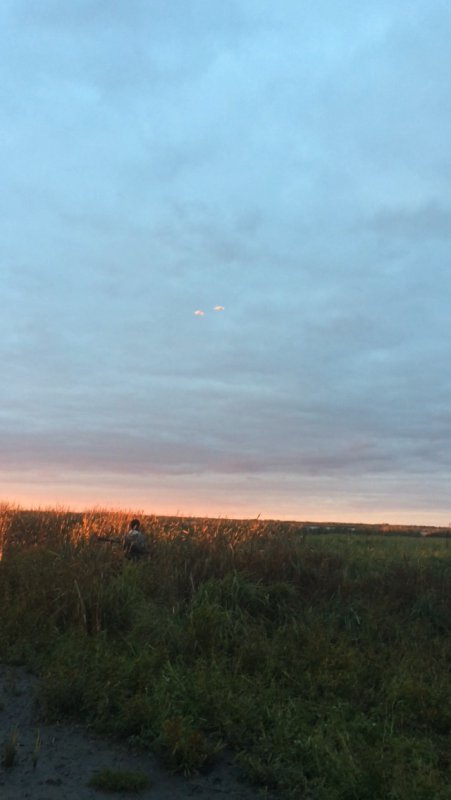 Лебеди