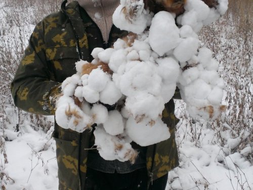 Собака-снегособирака