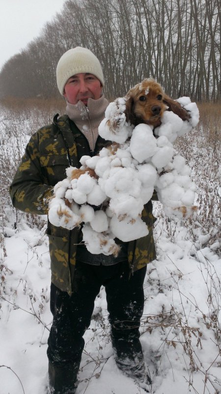 Собака-снегособирака
