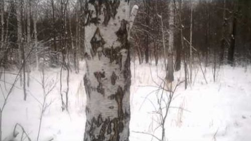 Ещё раз о браконьерах