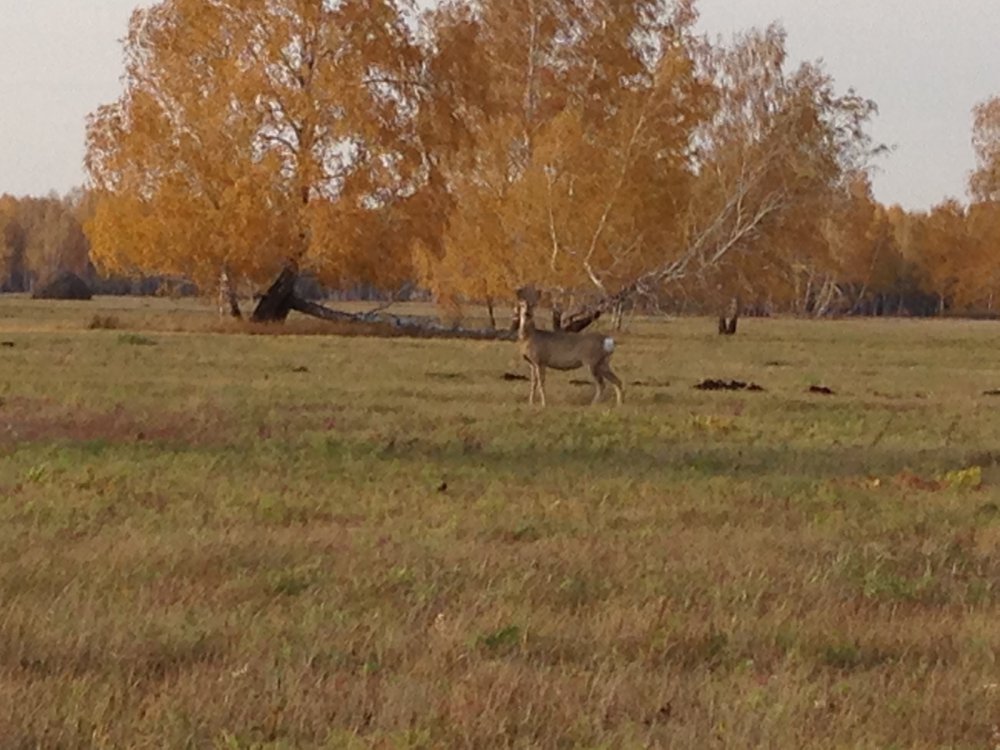 Косуля