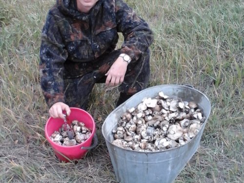 немножко насобирали подтопольников