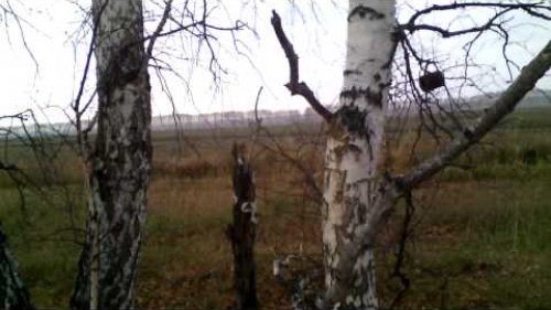 На тетерева с чучелами (часть 2)
