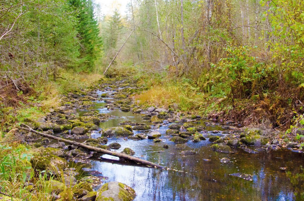 Почти пересохла. Речка Тычинка,Новгородская область.