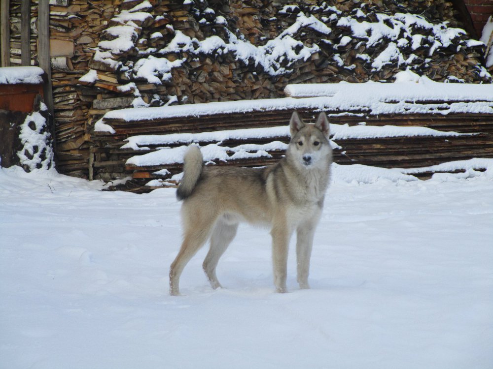 ЗСЛ САЯН
