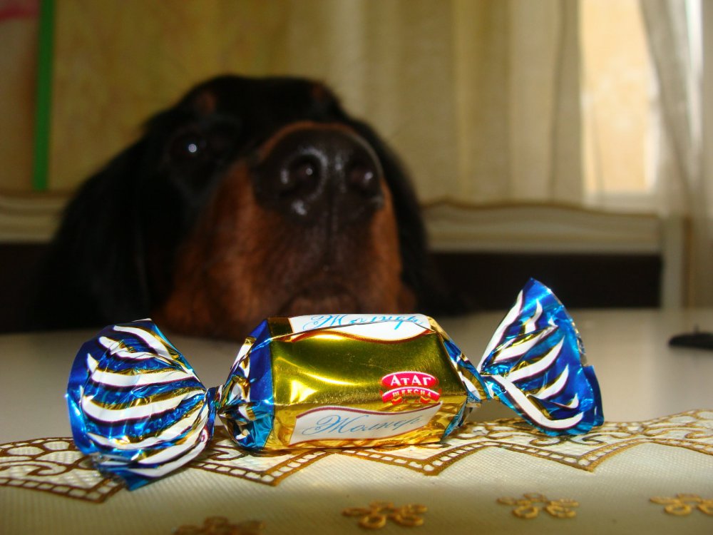 терпит