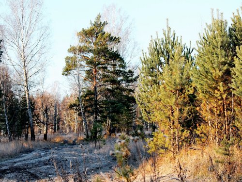 Утро, иней, -7