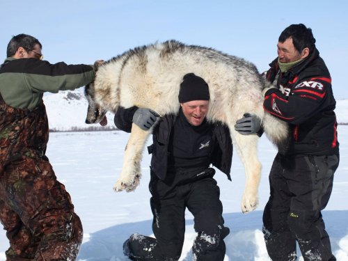 Камчатка. Полярный Волк.