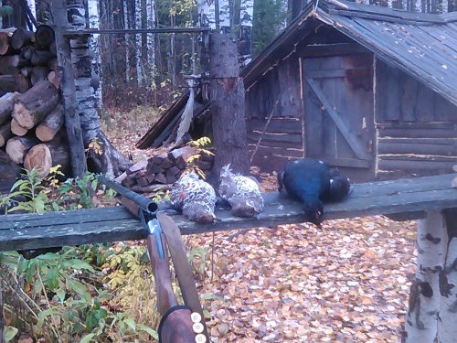 После прогулки по лесу