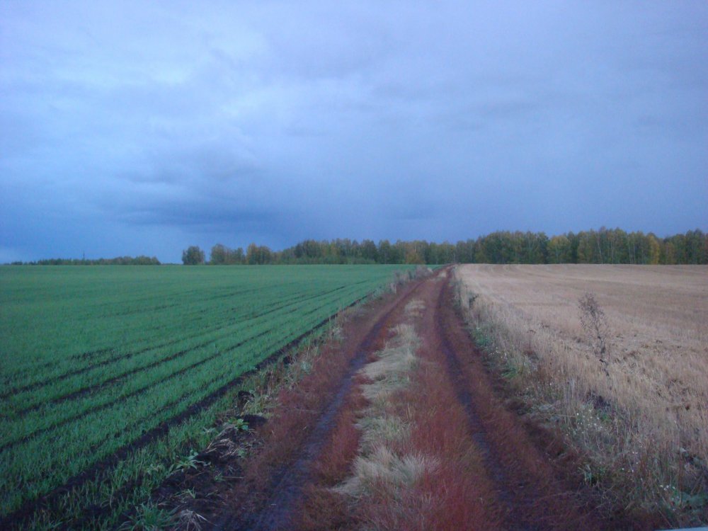 Полевая дорога.
